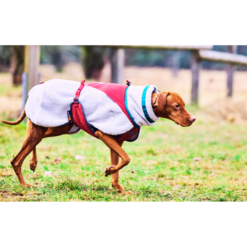 Ein Hund mit einer kuscheligen roten Fleece-Hundejacke läuft aufmerksam über eine grüne Wiese. Die wärmende Jacke mit weißen Fleece-Einsätzen schützt ihn bei kaltem Wetter. Im Hintergrund ist ein Holzzaun zu sehen.