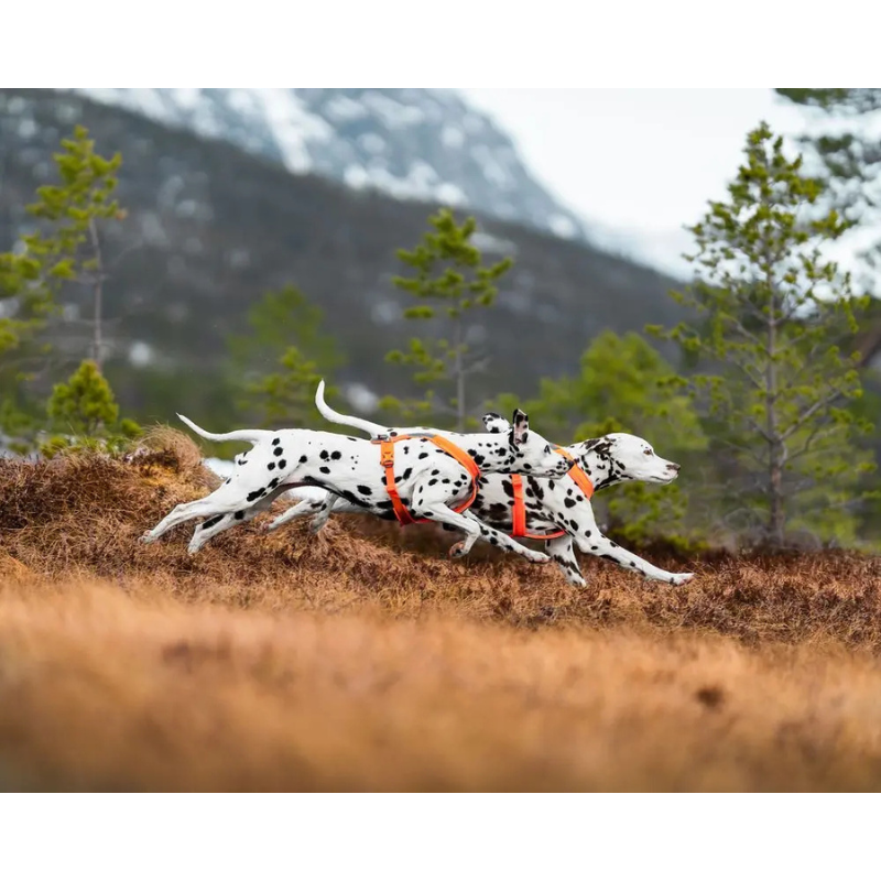 Zwei Dalmatiner rennen mit orangefarbenen Sportgeschirren durch eine bergige Landschaft mit Tannen und Schnee im Hintergrund.