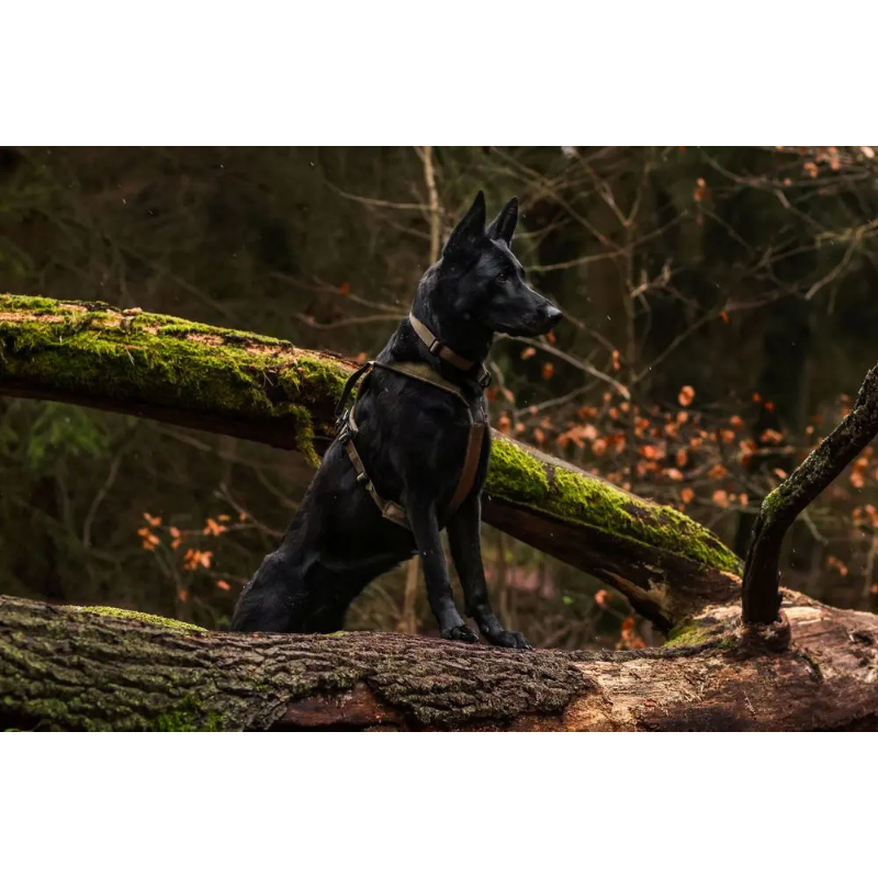 Kraftvoll und fokussiert – der Hund im Outdoor-Hundegeschirr zeigt sich in seiner vollen Pracht während eines Abenteuers im Wald. Das Khaki-Geschirr bietet nicht nur die nötige Bewegungsfreiheit, sondern auch die Stabilität und den Komfort, den der Hund bei jedem Schritt benötigt. Perfekt für jedes Outdoor-Abenteuer, sorgt dieses Geschirr für Kontrolle und Sicherheit, während der Hund in der Natur unterwegs ist.