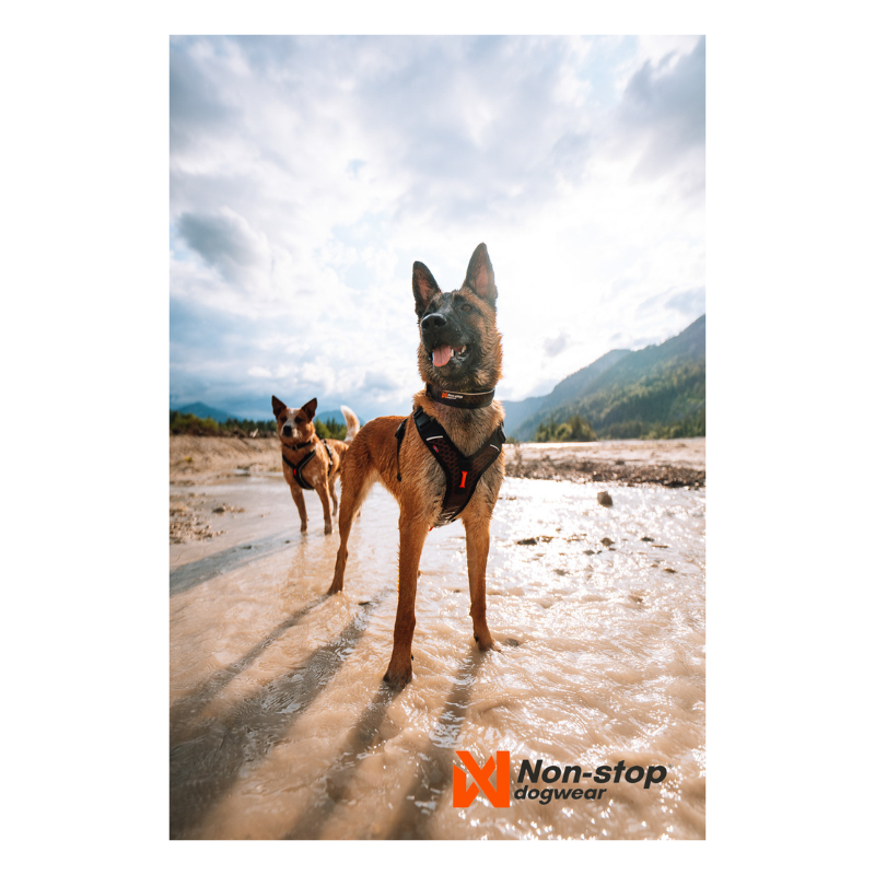 Zwei Hunde mit Non-stop Dogwear Geschirr und Halsband in einem Outdoor-Einsatz. Perfekt für Suchhunde, Mantrailing und Rettungseinsätze in anspruchsvollem Gelände.