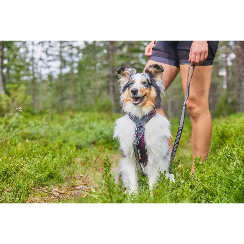 Im Wald unterwegs, voller Energie und Entschlossenheit – der perfekte Moment, eingefangen in einer Szene, die die enge Verbindung zwischen Mensch und Hund widerspiegelt. Mit dem Non Stop Hundegeschirr ist dein Hund optimal ausgestattet, um alle Abenteuer sicher zu erleben. Es bietet nicht nur hervorragende Kontrolle, sondern auch höchsten Komfort für deinen Vierbeiner. Egal, ob beim Mantrailing, auf langen Wanderungen oder im Training – dieses Geschirr ermöglicht deinem Hund maximale Bewegungsfreiheit und S